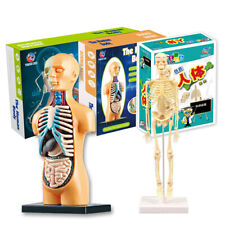 Anatomy Model For Kids Human Torso Science Learning Removable Human Body Model