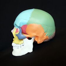 Human Skull Model Coloured Didactic Anatomical Medical Skeleton Anatomy