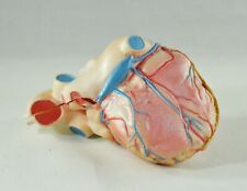 Vintage Anatomical Heart Medical Model 65 Damaged