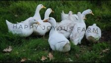 12 French Duclair Duck Hatching Eggs Recessive White Line Jumbo Ducks