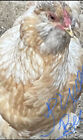 5 Chicken Hatching Eggs - Rare Breeds- Assorted Barnyard Mix Blrw Cochin America