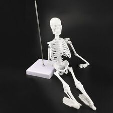 Human Anatomy Skeleton Model Medical Learn Teaching Equipment Skull Model 45 Cm