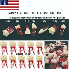 Us Dental Endo Root Canal Teeth Study Rct Practice Model Kilgore Nissin Type
