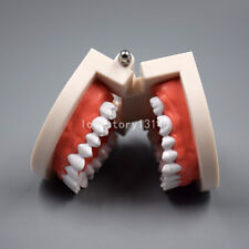Dental Teaching Study Adult Standard Typodont Demonstration Teeth Model Hot
