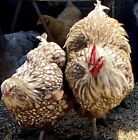 12 Mix Chicken Hatching Eggs Ameraucans Orpingtons Araucana Maran Giant Cochin