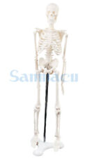 45cm Human Anatomical Anatomy Skeleton Model Medical Poster Medical Learn Aid