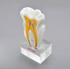 Dental Model 4019 01 Anatomical Molar Model