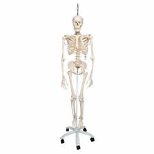 Physiological Human Skeleton Model With Hanging Stand 3b Anatomy A153