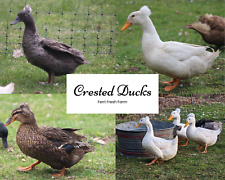 10 Crested Duck Fertile Hatching Eggs