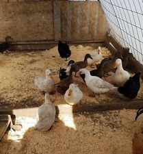 Assorted Duck Fertile Hatching Eggs 62 Extra Count Pekin Rouen Khaki Campbell