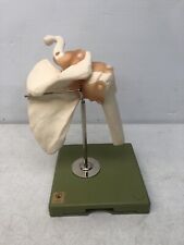 Rare Vintage Somso Premium Functional Shoulder Joint Anatomical Anatomy Model