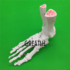 Life Size Foot Joint Human Medical Anatomy Model Anatomical Skeleton Model
