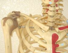 Life Size Human Skeleton Anatomical Model 57 W Ligaments New Medical Student