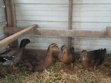 Rouen Fertile Duck Hatching Eggs 6 Count Plus 2 Extra