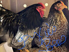 10 Chicken Hatching Eggs - Rare Barnyard Mix Possible Blue Laced Cochin Ayem
