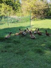 12 Pure Breed Khaki Campbell Ducks Fertile Duck Hatching Eggs