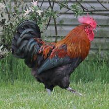 8 French Black Copper Marans Chicken Hatching Eggs Greenfire Stock Dark Npip