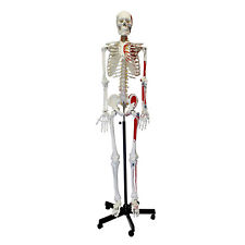 Monmed Medical Skeleton Model Life Size Human Skeleton Model Numbered
