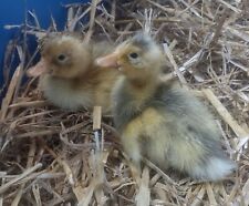4 Duck Hatching Eggs Runnerpekin Barnyard Mix