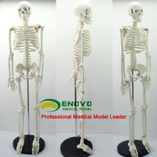 85cm Human Anatomical Anatomy Skeleton Medical Teaching Model Stand Fexible