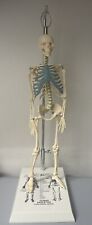 New 21 Inch Tall Human Skeleton Model Skull Anatomical Model With Stand