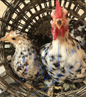 10 Fertile Chicken Hatching Eggs-rare Breeds Barnyard Mix-possible Calico Cochin