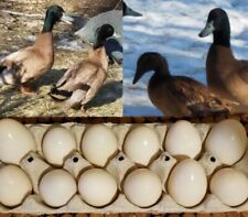 4 Of Bradys Fresh Fertile Khaki Campbell Duck Hatching Eggs