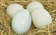 Duck Eggs Fertile Layed Daily