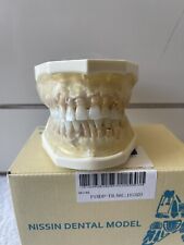 Nissin Periodontal Dental Model