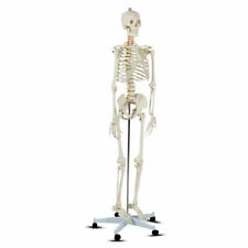 New Life Size Human Anatomical Anatomy Skeleton Medical Model Stand