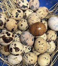 12 Organically Raised Quail Hatching Eggs Different Varieties Free Shipping