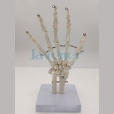 Life Size Human Hand Joint Bone Skeleton Anatomical Model Medical Anatomy