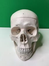 Human Skull Model Anatomical Teaching Skeleton Head Studying Laboratory Supplies