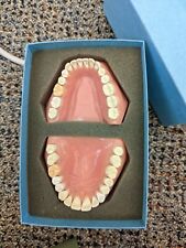 Dental Teaching Model
