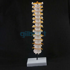 Lifesize Human 12 Thoracic Vertebrae Skeleton Cervical Spine Anatomical Model