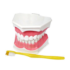 Dental Adult Education Teaching Model With Removable Lower Teeth And Toothbrush