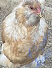 10 Chicken Hatching Eggs - Rare Barnyard Mix Possible Blue Laced Cochin Americ