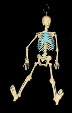 New 21 Inch Tall Human Skeleton Model Skull Anatomical Halloween Free Fast Ship
