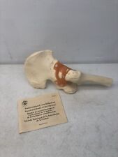 Vintage Somso Premium Functional Hip Joint Anatomical Anatomy Model With Papers