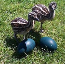 Two 2 Fresh Emu Eggs For Incubating From 20 Proven Breeders 27yrs In Business