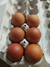 6 French Black Copper Maran Fbcm Chickens Fertile Hatching Eggs Fast Shipping
