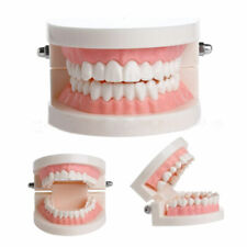 Dental Teeth Model Human Mouth Teaching Amp Demonstration Tools Denture Models