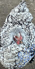 10 Chicken Hatching Eggs - Rare Barnyard Mix Possible Blue Laced Cochin Silver