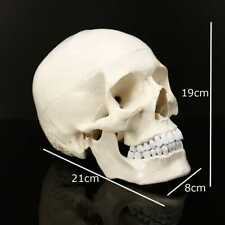 Human Anatomical Anatomy Resin Head Skeleton Teaching Model