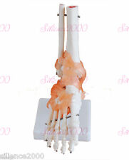 11 Foot Joint With Ligament Anatomical Skeleton Model Human Medical Anatomy
