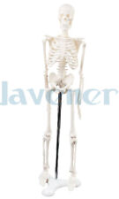 45cm Human Anatomical Anatomy Skeleton Model Medical Poster Medical Teaching Aid