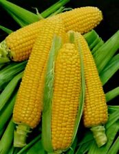 Golden Bantam Heirloom Sweet Corn Seeds Non-gmo Organic