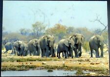 Herd Of Elephants Nearing Watering Hole The Welcome Reward South Africa Rsa