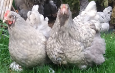 Presale For 8 Eggs Isabel - Lavender Laced Maybe Gold Laced English Orpington