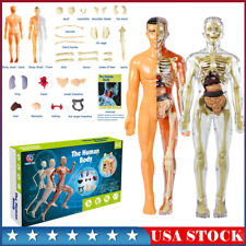 3d Human Body Torso Model For Kid Anatomy Model Skeletonremovable Body Models